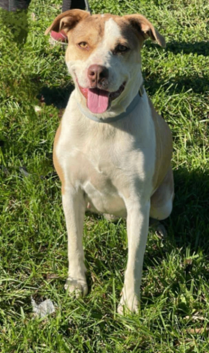 View Gracie the Dog Photo #2